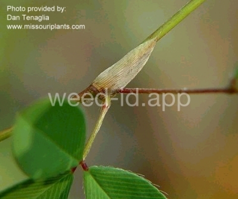 lespedeza, Korean